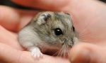 Kako nazvati jungarian hamster